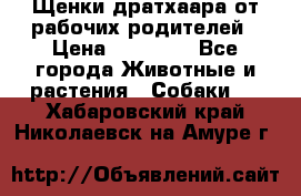 Щенки дратхаара от рабочих родителей › Цена ­ 22 000 - Все города Животные и растения » Собаки   . Хабаровский край,Николаевск-на-Амуре г.